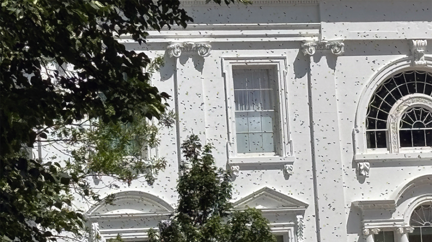 White House gets an unexpected buzz as thousands of bees swarm the executive mansion's North Lawn