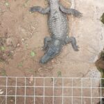 Man charged with attempted murder, released after allegedly forcing toddler into crocodile enclosure at zoo