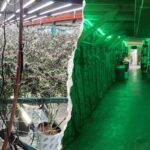 California seizes 63,000 pounds of illegal cannabis worth $104 million in major crackdown