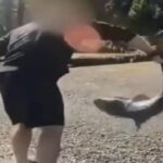 Man accused of illegally 'wrestling' protected sharks in Washington state after months-long investigation
